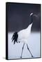 Red-Crowned Crane Walking on Snow-DLILLC-Framed Stretched Canvas