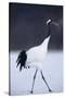 Red-Crowned Crane Walking on Snow-DLILLC-Stretched Canvas