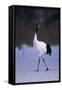 Red-Crowned Crane Walking on Snow-DLILLC-Framed Stretched Canvas