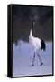 Red-Crowned Crane Walking on Snow-DLILLC-Framed Stretched Canvas