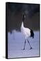 Red-Crowned Crane Walking on Snow-DLILLC-Framed Stretched Canvas