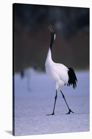 Red-Crowned Crane Walking on Snow-DLILLC-Stretched Canvas