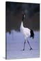 Red-Crowned Crane Walking on Snow-DLILLC-Stretched Canvas