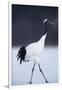 Red-Crowned Crane Walking on Snow-DLILLC-Framed Photographic Print