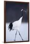 Red-Crowned Crane Walking on Snow-DLILLC-Framed Photographic Print