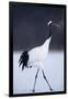 Red-Crowned Crane Walking on Snow-DLILLC-Framed Photographic Print