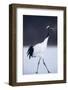 Red-Crowned Crane Walking on Snow-DLILLC-Framed Photographic Print