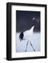 Red-Crowned Crane Walking on Snow-DLILLC-Framed Photographic Print