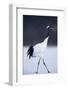 Red-Crowned Crane Walking on Snow-DLILLC-Framed Photographic Print