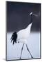 Red-Crowned Crane Walking on Snow-DLILLC-Mounted Photographic Print