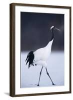 Red-Crowned Crane Walking on Snow-DLILLC-Framed Photographic Print