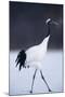 Red-Crowned Crane Walking on Snow-DLILLC-Mounted Photographic Print