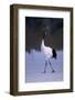 Red-Crowned Crane Walking on Snow-DLILLC-Framed Photographic Print