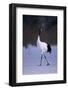 Red-Crowned Crane Walking on Snow-DLILLC-Framed Photographic Print