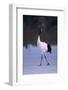 Red-Crowned Crane Walking on Snow-DLILLC-Framed Photographic Print