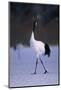 Red-Crowned Crane Walking on Snow-DLILLC-Mounted Photographic Print