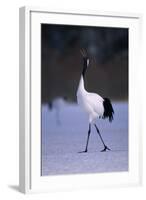 Red-Crowned Crane Walking on Snow-DLILLC-Framed Photographic Print