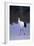 Red-Crowned Crane Walking on Snow-DLILLC-Framed Photographic Print