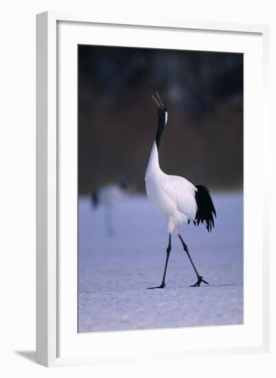 Red-Crowned Crane Walking on Snow-DLILLC-Framed Photographic Print