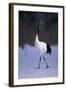 Red-Crowned Crane Walking on Snow-DLILLC-Framed Photographic Print