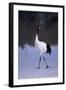 Red-Crowned Crane Walking on Snow-DLILLC-Framed Photographic Print