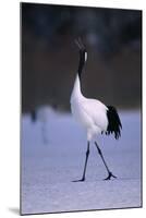 Red-Crowned Crane Walking on Snow-DLILLC-Mounted Photographic Print