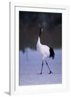 Red-Crowned Crane Walking on Snow-DLILLC-Framed Photographic Print