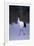 Red-Crowned Crane Walking on Snow-DLILLC-Framed Photographic Print