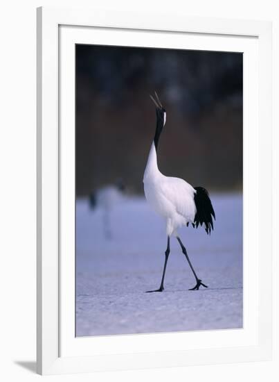 Red-Crowned Crane Walking on Snow-DLILLC-Framed Photographic Print