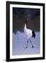 Red-Crowned Crane Walking on Snow-DLILLC-Framed Photographic Print