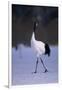 Red-Crowned Crane Walking on Snow-DLILLC-Framed Photographic Print