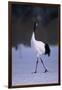 Red-Crowned Crane Walking on Snow-DLILLC-Framed Photographic Print