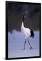 Red-Crowned Crane Walking on Snow-DLILLC-Framed Photographic Print