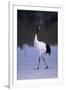 Red-Crowned Crane Walking on Snow-DLILLC-Framed Photographic Print