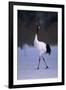 Red-Crowned Crane Walking on Snow-DLILLC-Framed Photographic Print
