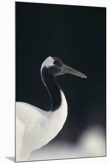 Red-Crowned Crane-DLILLC-Mounted Premium Photographic Print