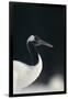 Red-Crowned Crane-DLILLC-Framed Premium Photographic Print