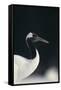 Red-Crowned Crane-DLILLC-Framed Stretched Canvas