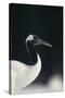 Red-Crowned Crane-DLILLC-Stretched Canvas