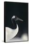 Red-Crowned Crane-DLILLC-Framed Stretched Canvas