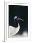 Red-Crowned Crane-DLILLC-Framed Photographic Print