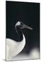 Red-Crowned Crane-DLILLC-Mounted Photographic Print