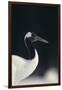 Red-Crowned Crane-DLILLC-Framed Photographic Print