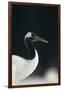 Red-Crowned Crane-DLILLC-Framed Photographic Print