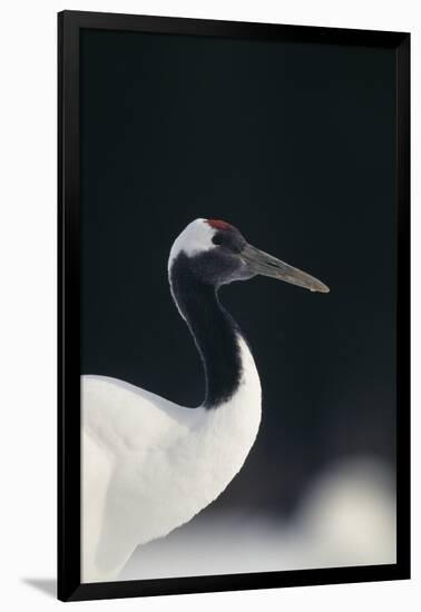 Red-Crowned Crane-DLILLC-Framed Photographic Print