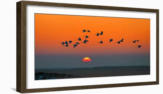 Red-Crowned Crane-Hua Zhu-Framed Photographic Print