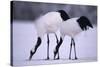 Red-Crowned Cranes Feeding in Snow-DLILLC-Stretched Canvas