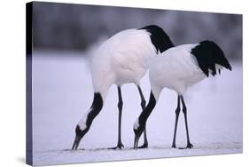 Red-Crowned Cranes Feeding in Snow-DLILLC-Stretched Canvas