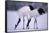 Red-Crowned Cranes Feeding in Snow-DLILLC-Framed Stretched Canvas