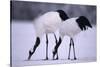 Red-Crowned Cranes Feeding in Snow-DLILLC-Stretched Canvas